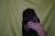 Puppies J
